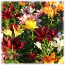 Lilium Oohs & Aahs Colorful Mixed Lily