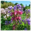 Mixed Colorful Columbine