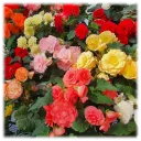 Giant Blooming Begonia