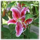 Giant Stargazer Lily