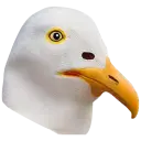 Seagull