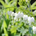  Available in five styles