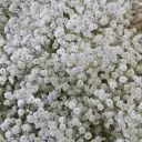 Snowy White Baby's Breath Gypsophila