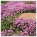 Creeping Thyme