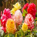 Giant Blooming Begonia