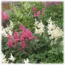 Giant Colorful & Mixed Plume Astilbe