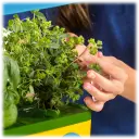 learn about trimming, pruning, and general care