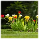 Famously Fragrant Colorful Mixed Freesia Flower