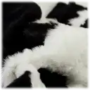 Sugarland Black & White