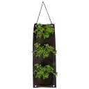 Organic Oregano