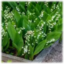 Lovely Lily of the Valley