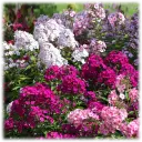 Multicolor Double Phlox Flower