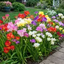 Famously Fragrant Colorful Mixed Freesia Flower