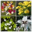 Summer Wedding Assorted Flower Bulbs