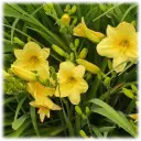 Stella D'Oro Daylily Flower