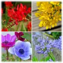 English Cottage Assorted Flower Bulbs