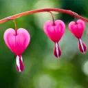 Pink Bleeding Heart Flower