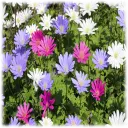 Anemone Blanda Colorful Mixed Flower