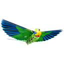 Parrot