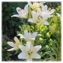 Giant Tree Lily "Pretty Lady"
