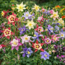 Mixed Colorful Columbine