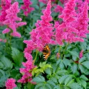 Giant Colorful & Mixed Plume Astilbe