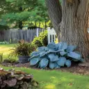 Big Blue Bressingham Hosta