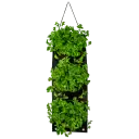 Organic Parsley