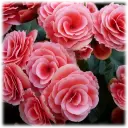 Sweet Strawberry Begonia