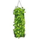 Organic Jalapeno
