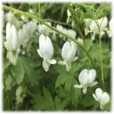 White Bleeding Heart Flower