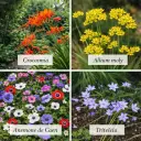 English Cottage Assorted Flower Bulbs