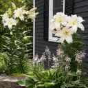 Giant Tree Lily "Pretty Lady"
