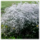 Snowy White Baby's Breath Gypsophila