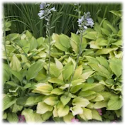 The Bare Root White Hostas