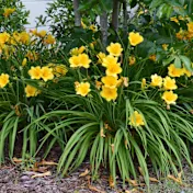 The Bare Root Yellow Daylilies