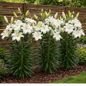 The Giant Tree Lily Bulbs