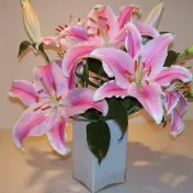Paquete de 6: Bulbos de Flores Gigantes Touch Of ECO