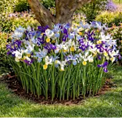 The Dutch Iris Bulbs