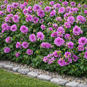 The Lilac Dahlia Bulbs