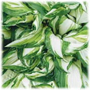 The Bare Root Fire and Ice Hostas