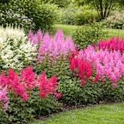 The Giant Plume Astilbe Bulbs