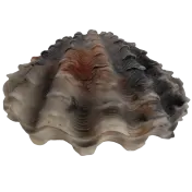 Barbara King Indoor/Outdoor Illuminated Sandstone Clam Shell Sculpture