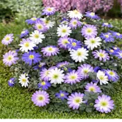 The Mixed Anemone Blanda Bulbs