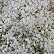 The Snowy White Baby's Breath Bulbs