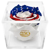 The Deluxe Stars & Stripes Preserved Rose
