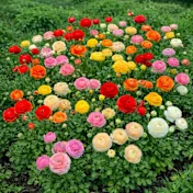 The Double Bloom Persian Buttercup Bulbs