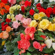 The Multicolor Giant Begonia Bulbs