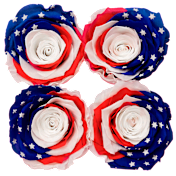 The Quartet of Stars & Stripes Preserved Roses