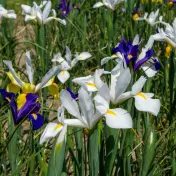 Paquete de 45: Bulbos de Flores Mezcla Darling Dutch Iris Touch Of ECO
